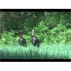 Illinois Spring Turkey Hunt