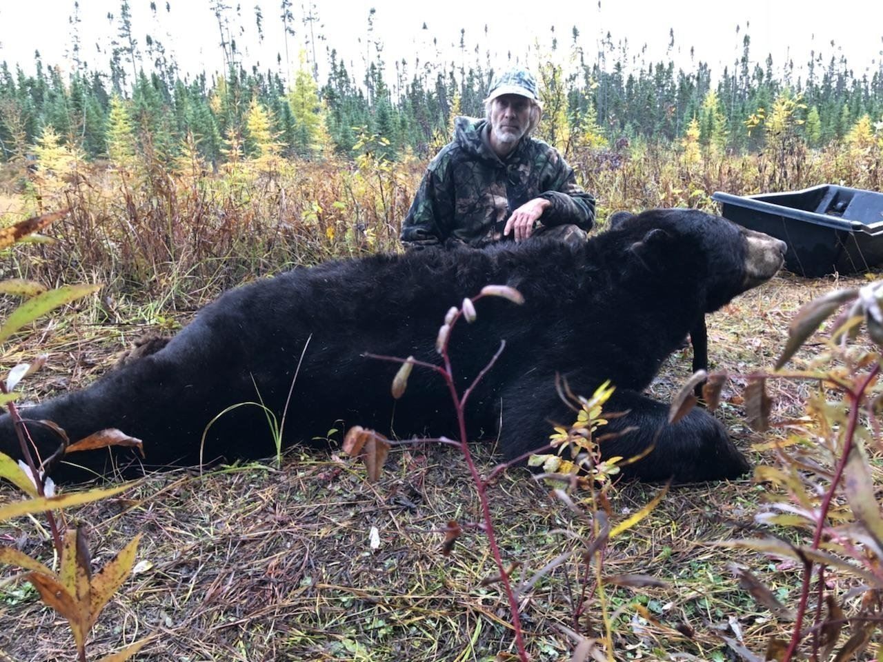 Black Bear Hunt in Minnesota