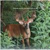 Image 1 : Northeastern Whitetail Deer Hunt
