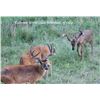 Image 2 : Northeastern Whitetail Deer Hunt