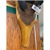 Image 3 : Vintage Wooden Antelope Skull with Real Horns. 28" h x 13" w x 10" Thick Very Nicely Made