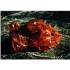 Image 1 : Amber from Baltic Sea. Museum quality, 