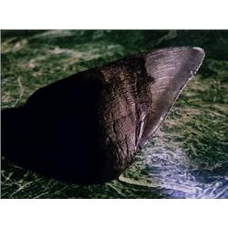 Giant Fossil Shark Tooth. One of the mo