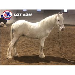 11 Month / Outstanding Gypsy Vanner Stud Colt /