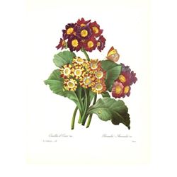 After Pierre-Jospeh Redoute, Floral Print, #111 Oreilles d'Ours