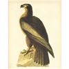 Image 1 : c1946 Audubon Print, Bald Eagle #11
