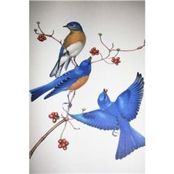 1950 Menaboni Print, Eastern Bluebird