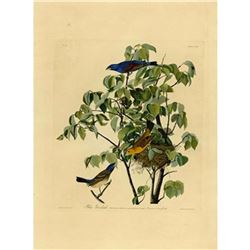 c1946 Audubon Print, #122 Blue Grosbeak