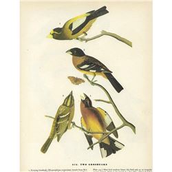 c1946 Audubon Print, Two Grosbeaks