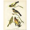 Image 1 : c1946 Audubon Print, Two Grosbeaks