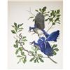 Image 1 : 1950 Menaboni Print, Blue Jay (x2)