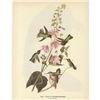 Image 1 : c1946 Audubon Print, Anna's Hummingbird