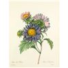 Image 1 : After Pierre-Jospeh Redoute, Floral Print, #9 Aster de Chine ( Aster )