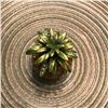 Image 4 : Pineapple Trinket Jewel Box