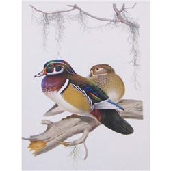 1950 Menaboni Print, Wood Duck