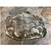 Image 3 : Ocean Beach Theme Pressed Glass Oyster Shell Form Bowl
