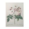 Image 1 : After Pierre-Jospeh Redoute, Floral Print, #126 Adelaide d'Orleans ( Rose )