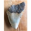 Image 2 : Large Prehistoric Megalodon Shark's Tooth