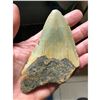 Image 4 : Large Prehistoric Megalodon Shark's Tooth