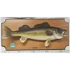 Image 1 : TAXIDERMY 10.5 WALLEYE WALL MOUNT (HENRY'S TAXIDERMY)