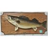 Image 1 : TAXIDERMY 11.1  WALLEYE WALL MOUNT (HENRY'S TAXIDERMY)
