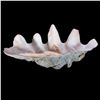 Image 1 : A giant clam shell.