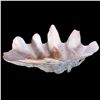 Image 2 : A giant clam shell.