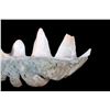 Image 3 : A giant clam shell.