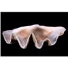Image 4 : A giant clam shell.
