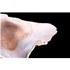 Image 5 : A giant clam shell.