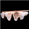 Image 6 : A giant clam shell.