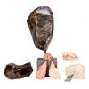 Image 1 : Eight mineral specimens.