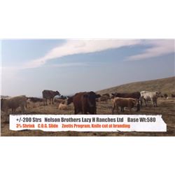 Nelson Brothers Lazy H Ranch - Longview, AB  +/- Steers