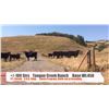Image 1 : Tongue Creek Ranch - Black Diamond, AB   +/- Steers