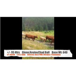 Glenn, Kevin & Chad Ball - Millarville, AB   +/- Heifers