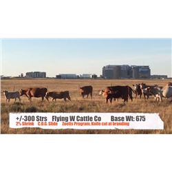 Flying W Cattle Co. - Longview, AB  +/- Steers