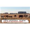 Image 1 : Flying W Cattle Co. - Longview, AB  +/- Steers
