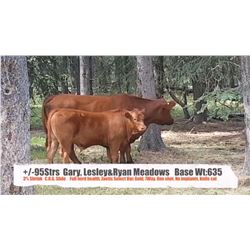 Gary, Lesley & Ryan Meadows-Blackie, AB  +/- Steers