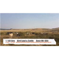 Bird Land & Cattle-Blackie, AB  +/- Steers