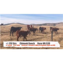 Chinook Ranch-Longview, AB  +/- Steers