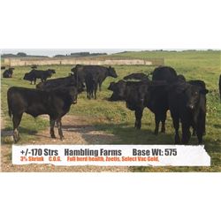 Hambling Farms-High River, AB  +/- Steers