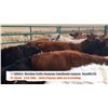 Image 1 : Meridian Cattle Company LTD-Cal & Wanda Longson-High River, AB  +/- Steers
