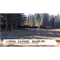 B&D Cattle-Longview, AB  +/- Steers
