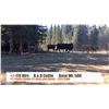 Image 1 : B&D Cattle-Longview, AB  +/- Heifers