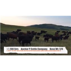 Anchor P Cattle Company Ltd-Nanton, AB  +/- Steers