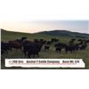Image 1 : Anchor P Cattle Company Ltd-Nanton, AB  +/- Steers