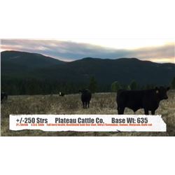 Plateau Cattle Co.-Nanton AB  +/- Steers