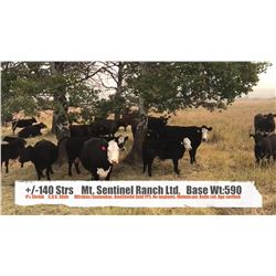 Mt. Sentinel Ranch Ltd.-Nanton, AB  +/- Steer