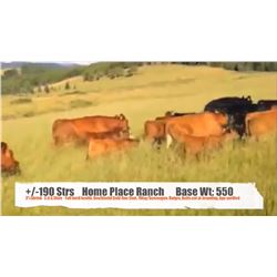 Home Place Ranch-Nanton, AB  +/- Steers