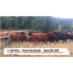Cross Six Ranch-Nanton, AB  +/- Steers